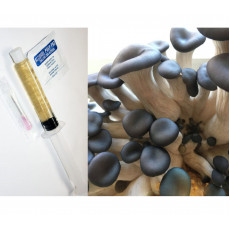 Blue Oyster Liquid Culture Syringe 10cc